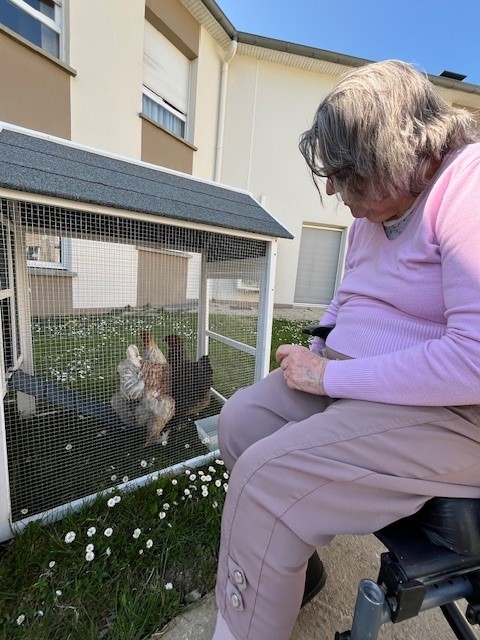 les poules 